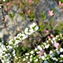 개나리꽃민박 이미지