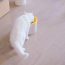 멍꿀개꿀 이미지