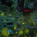 반딧불이 이미지