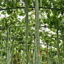 당산농원 이미지