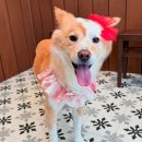 멍구르르 이미지