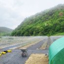 영천열매마농장 이미지