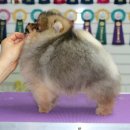 Pom생Pom사 이미지