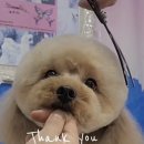 로댕 펫 살롱 이미지