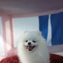 pet02더1793 | 포메미용물개컷 전문 "겨울이"실크팩관리(향동,수색,서대문구)