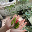 큰집닭강정 대구성서점 이미지