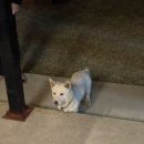 라줄리 랜딩 이미지