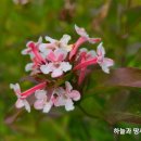 댕강댕강 이미지