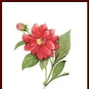 보태니컬 이미지