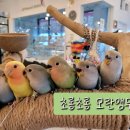 카페모란