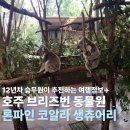 론파인 코알라 생츄어리 입장권 호주 브리즈번 캥거루 동물원 후기