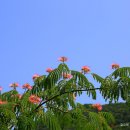 연꽃마을건넌들 이미지