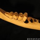 상쾌한치과의원 네이버블로그