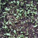 금산농원 이미지