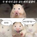 예소라트 이미지