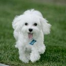 (주)아이펫 이미지