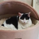 디엔씨펫 이미지