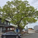 칠성천 | 느티나무에서 남성재까지, 연일읍성이 이어주는 시간의 길