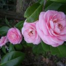 오동도매표소 이미지