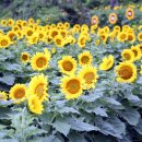 해바라기축산