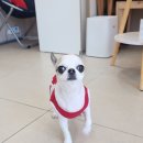 귀여븐댕 이미지