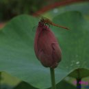 병천오가피 순대 이미지