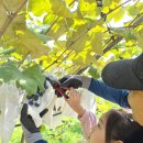 [도봉구 쌍문동 세인어린이집 현장학습] 양주 불곡산 포도농장에 다녀왔어요~🍇🍇🍇 이미지