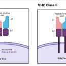 MHC