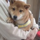 CU 관악스위트 네이버블로그