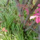 향유목장2 이미지