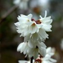 미선나무(white forsythia) 이미지