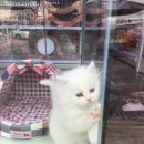 멍뭉이샵 이미지