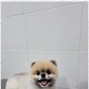 멍멍살롱 - 성남시 중원구 산성대로552번길 13 | 멍멍살롱