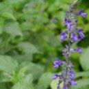 블루세이지 이미지