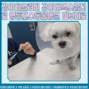영등포 동물병원 | 강아지알러지 강아지엑소좀치료 영등포수동물병원 24시동물병원 강아지줄기세포 반려동물피부치료
