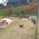 퍼피게스트하우스 이미지