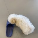 사랑받개 이미지