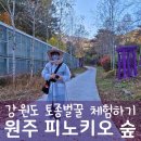강원도 원주 피노키오숲 토종벌꿀 체험하기