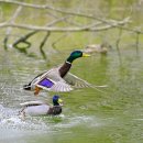 Duck Fly 네이버블로그