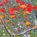 서귀포자연휴양림 이미지