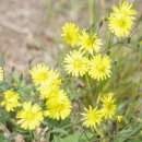 희망대공원 이미지