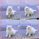 미유펫 강아지분양 고양이분양 김포점 이미지