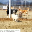 설악애견 이미지