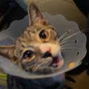 펫가드 펫택시 이미지