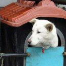 사랑애견 이미지