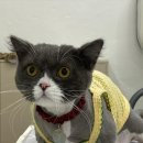 코냥코냥 이미지