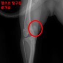 안양비산동물병원 | [수의사 칼럼] 안양비산동물병원? 슬개골수술, 이때 놓치면 못 걷습니다.