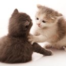 사랑플러스 동물병원 이미지