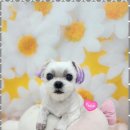 오늘도,예쁘개 이미지