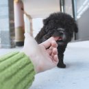 우리 강아지 이미지